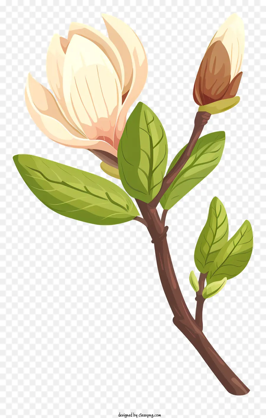 Magnolia Bud Flower Petals Stem White - Fiore bianco con foglie verdi e gemme