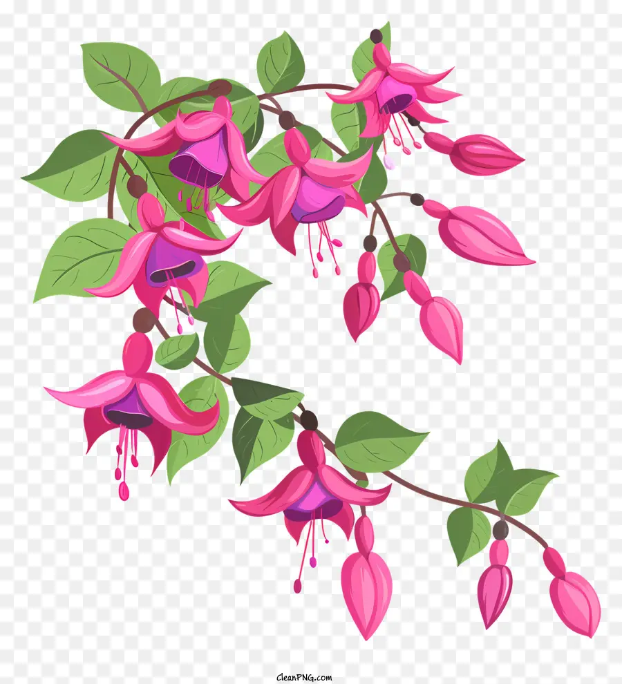 fiore rosa - Fiore di fucsia rosa con foglie verdi appese