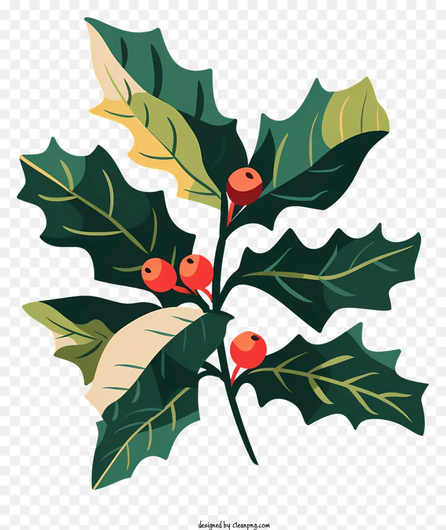 Weihnachten holly - Stechpalme mit grünen Blättern, rote Beeren