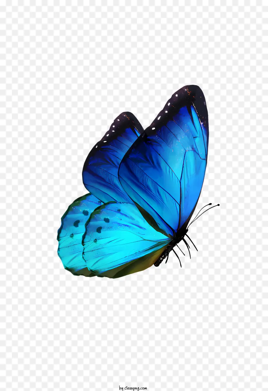 cánh - Con bướm xanh trong chuyến bay trên nền tối