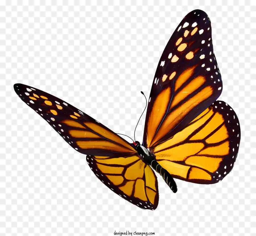 Schmetterling Schmetterling Insekten Orange Schmetterling schwarzer Schmetterling - Orange und schwarzer Schmetterling mit verteilten Flügeln