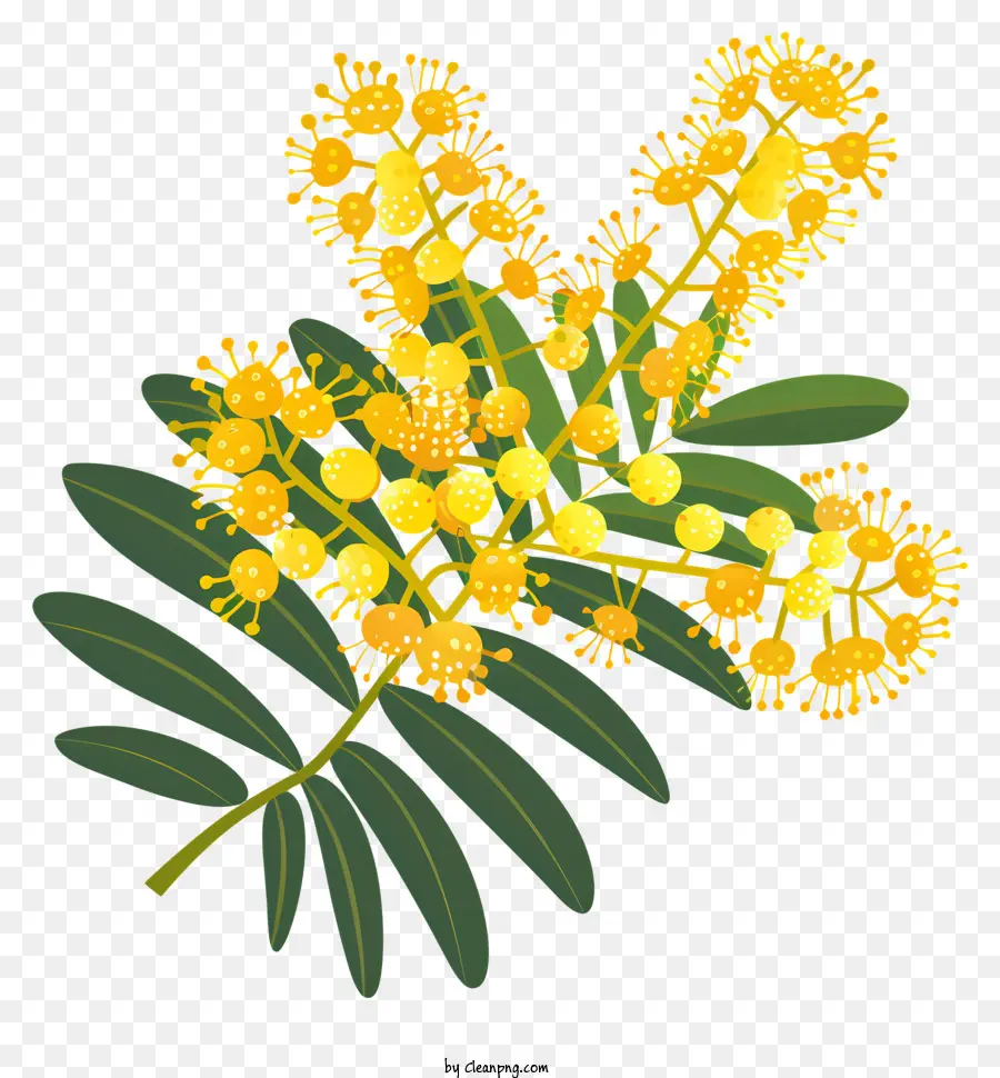 Mimosa Blume - Nahaufnahme gelber Blüten am Zweig