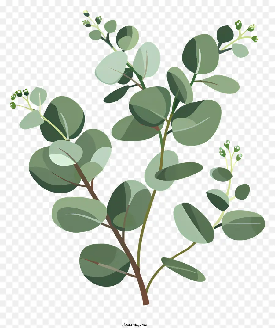 Eukalyptus -Zweig Zimmerpflanze Innenpflanzen weiße Blüten Blattpflanze - Grüne Pflanze mit weißen Blütenakzenten