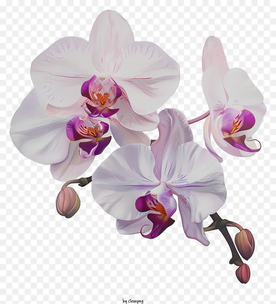 Orchideentag weiße Orchideen rosa Blumen symmetrische Blütenblätter schwarzer Hintergrund - Drei weiße Orchideen mit rosa Blumen