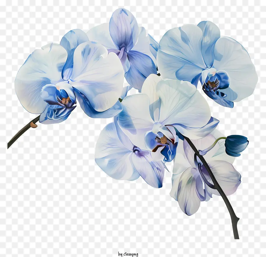 Orchidee Tag Blau Orchidee weiße Blütenblätter dunkelgrüne Blätter blühen - Blaue Orchidee in voller Blüte am Zweig