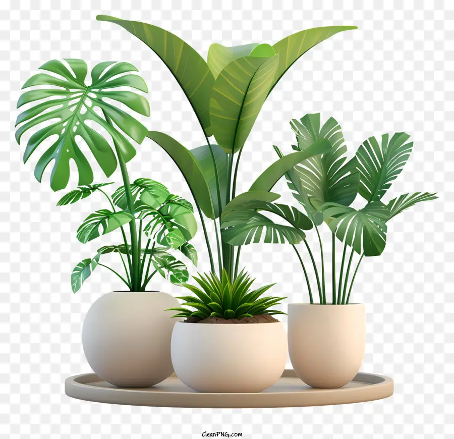 piante interne piante in vaso pianta per interni piante da esterno sane piante - Due piante in vaso sane sul tavolo
