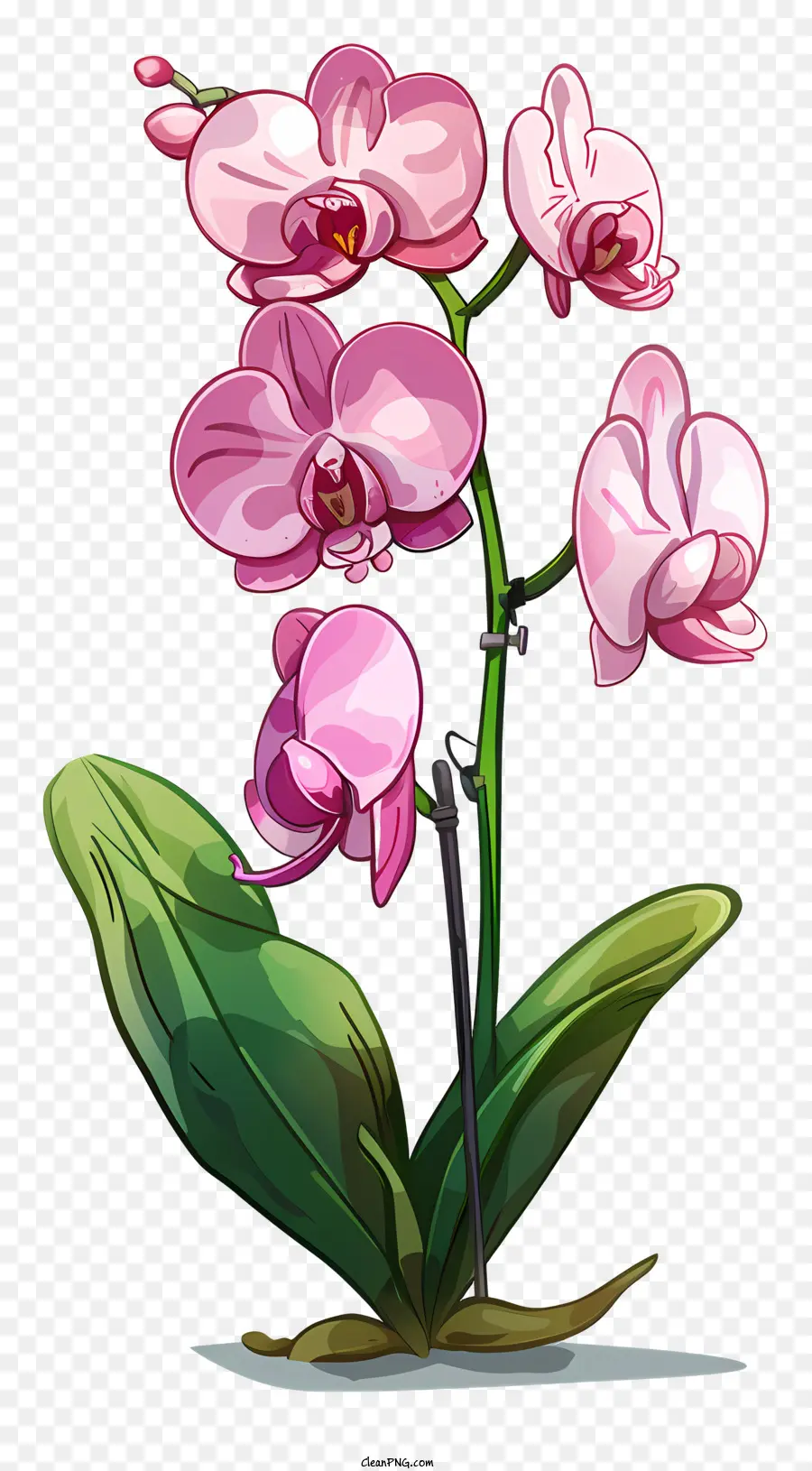 Orchideen -Tag rosa Orchideenblumen Orchideenpflanze blühen - Rosa Orchidee mit dunklen Blütenblättern, weißes Zentrum