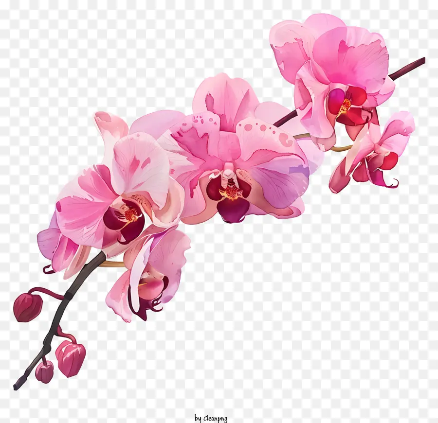 Ngày hoa lan màu hồng hoa lan - Hoa lan màu hồng trên cành có nền đen