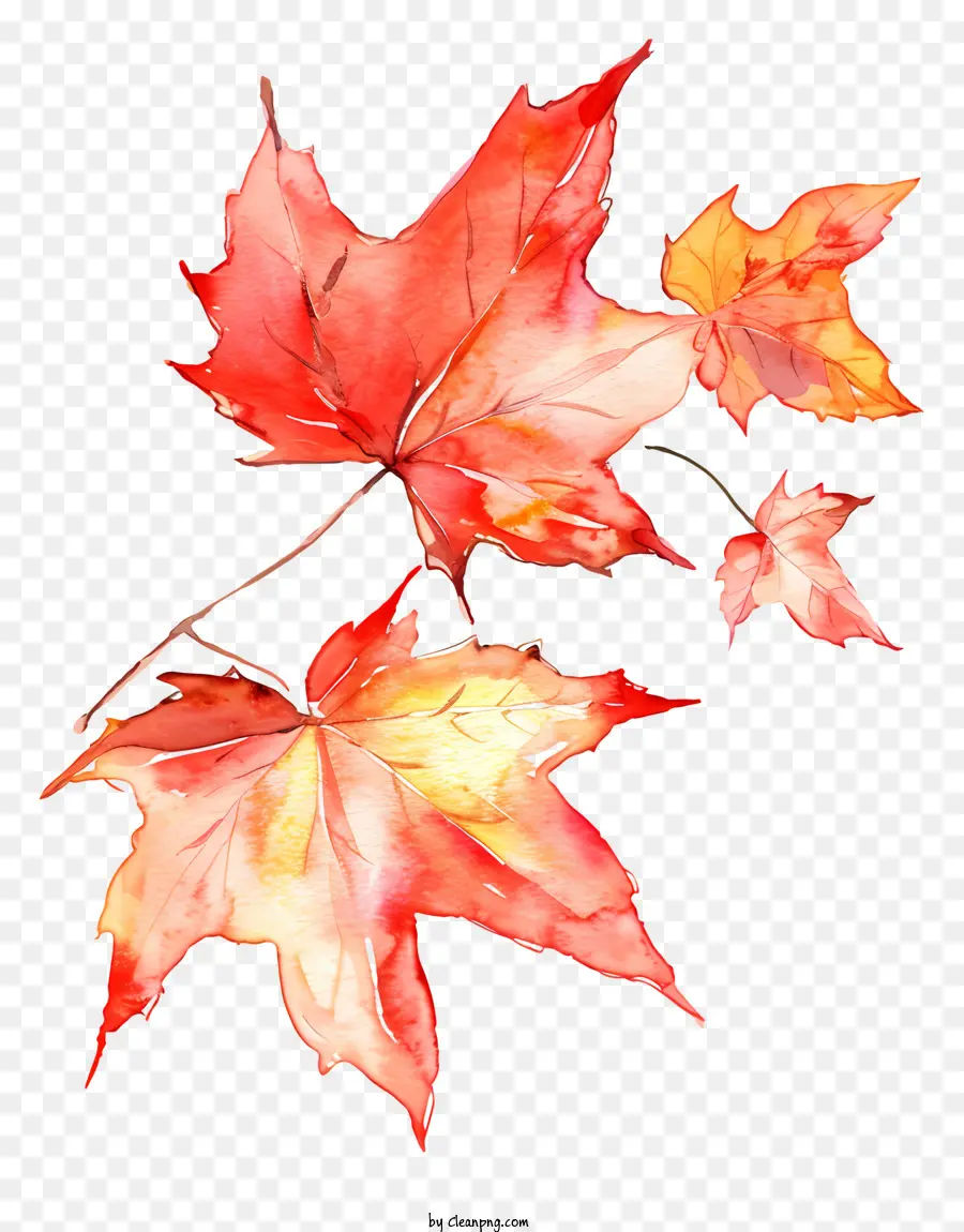 foglie di autunno - Due foglie di acero rosso sullo sfondo nero
