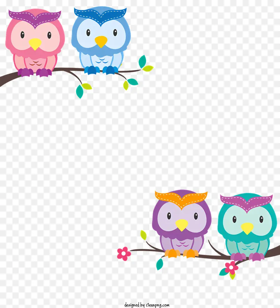 birds owls colorful branch habitat