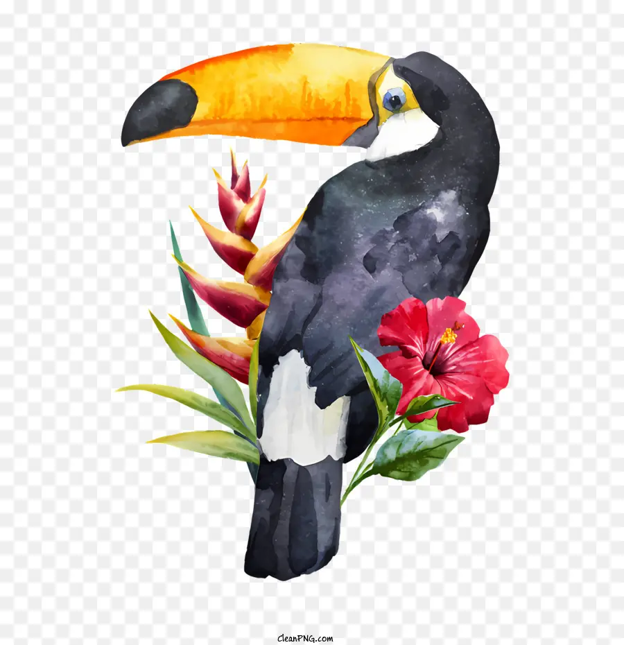 birds watercolor illustration toucan bird perched