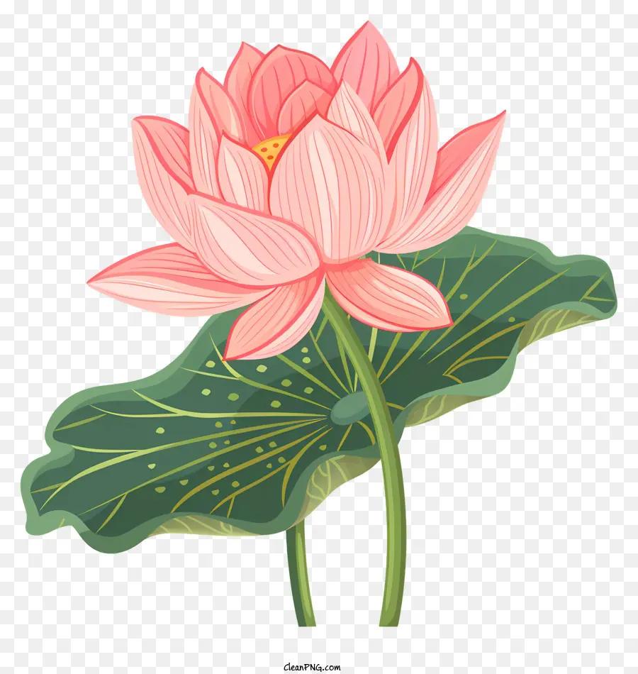 fiore di loto - Fiore di loto rosa con foglie verdi che fioriscono