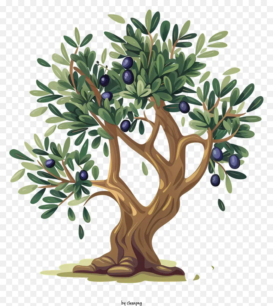 olivenbaum - Grüner Olivenbaum mit schwarzen Früchten