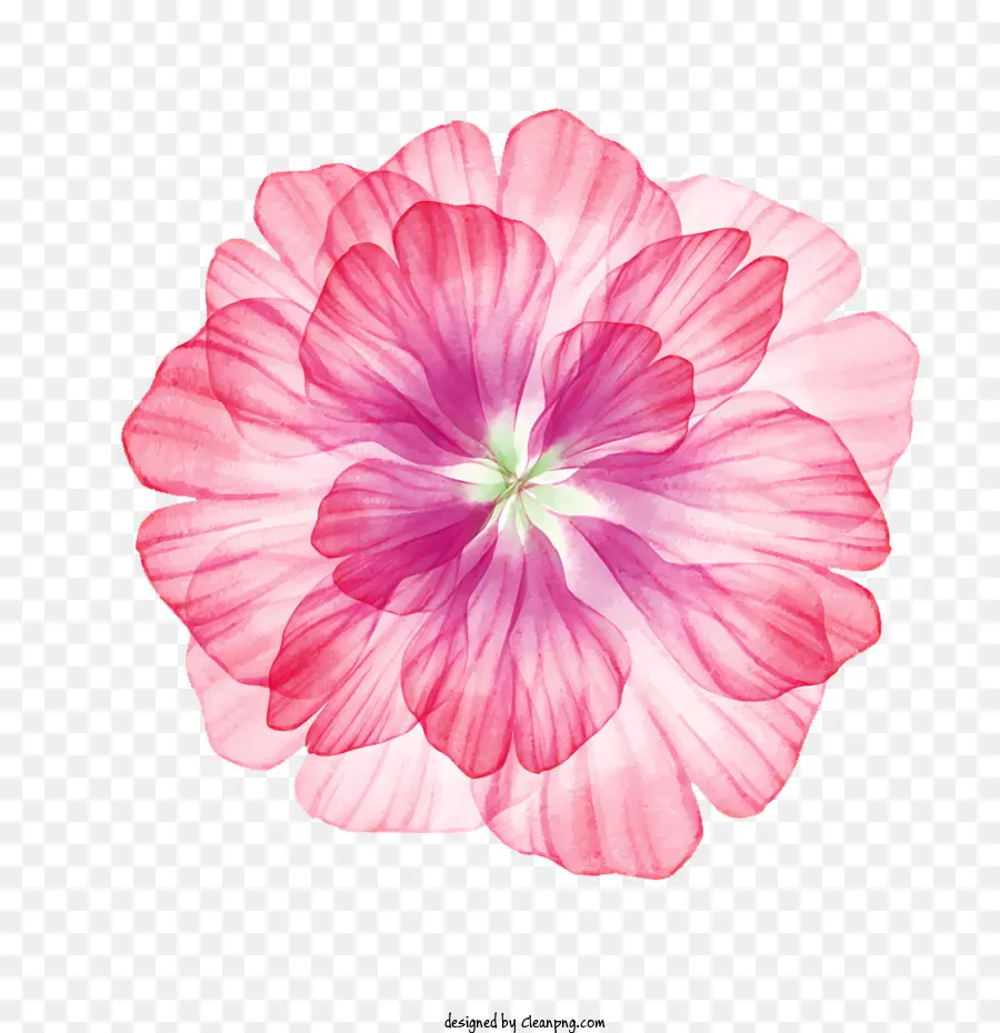 rosa Blume - Nahaufnahme der rosa Blumenzeichnung