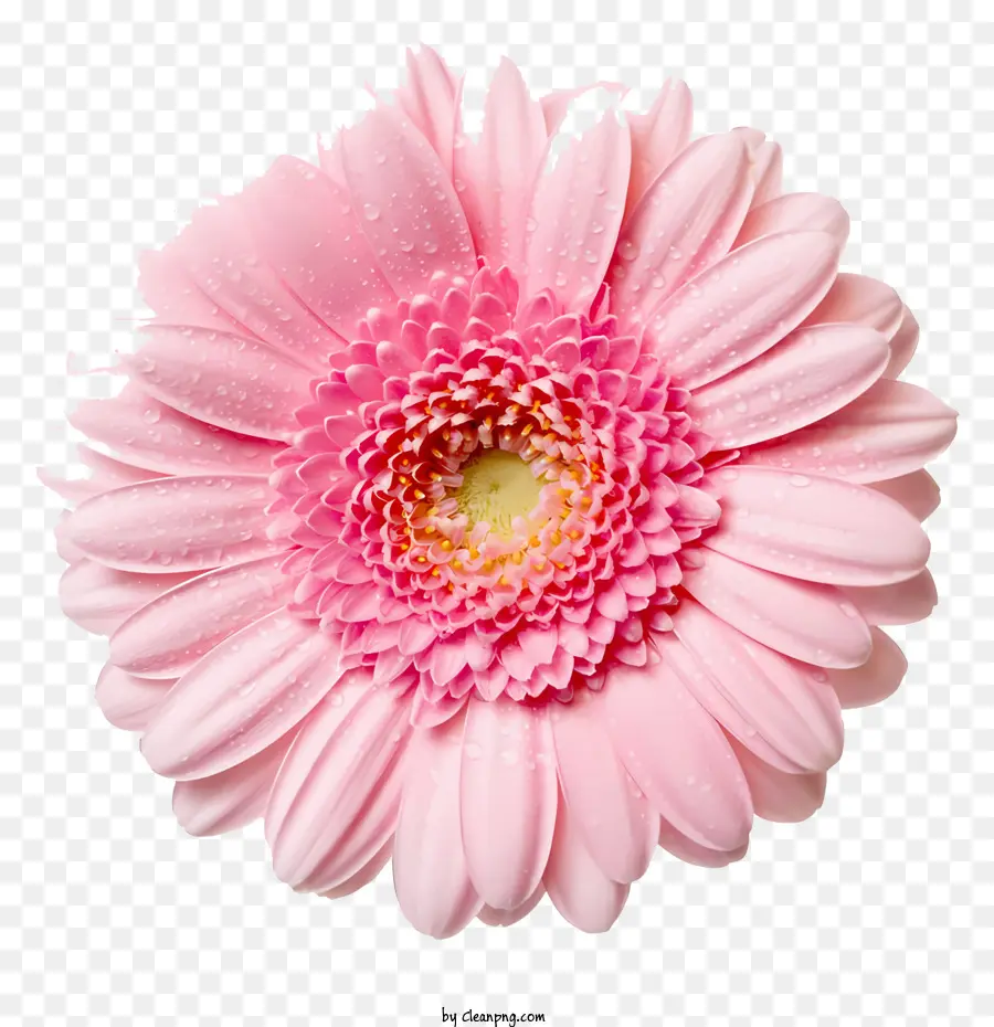 sfondo bianco - Pink Gerbera Daisy con gocce d'acqua