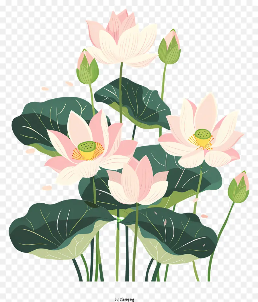 Fiori di loto Fiori di loto foglie di petali rosa - Fiori di loto rosa su sfondo nero