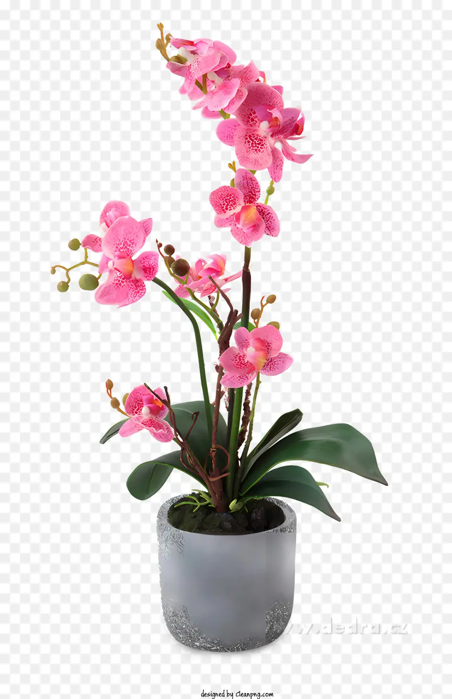 Vaso rosa pianta in vaso di fiori di fiori blumen - Fiori rosa, fogliame verde, pianta in vaso a forma di vaso