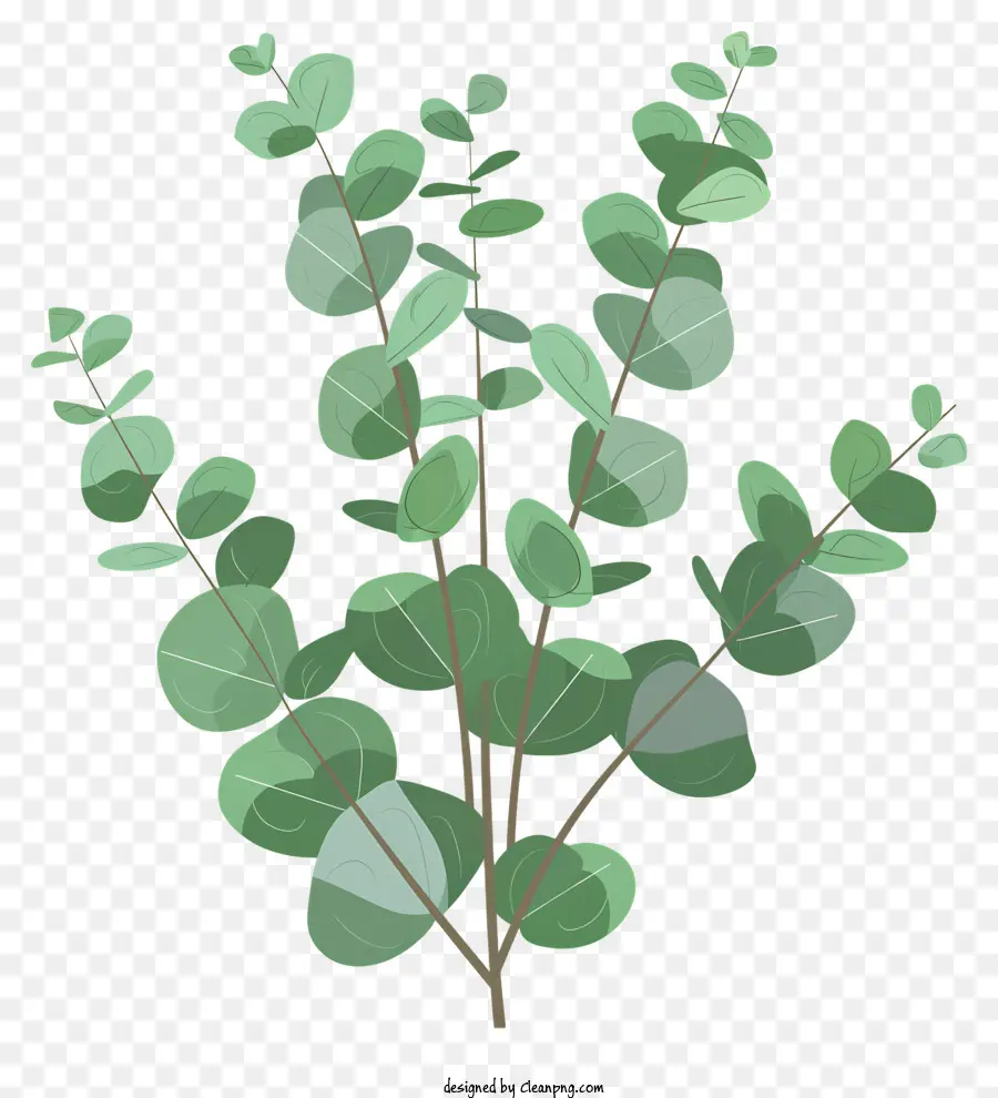 Eukalyptusblätter Blätterzweige grüne Laub - Grüne Blätter am Zweig mit dunklem Stiel