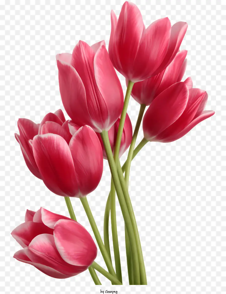 Blumen Flower Pink Tulips Bouquet Flowers - Tulipani rosa sullo sfondo scuro, minimalista