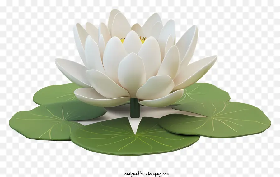 Lily White Lotus Lily Pond Fiore bianco - Lily delle acque bianche che fiorisce su laghetto calmo