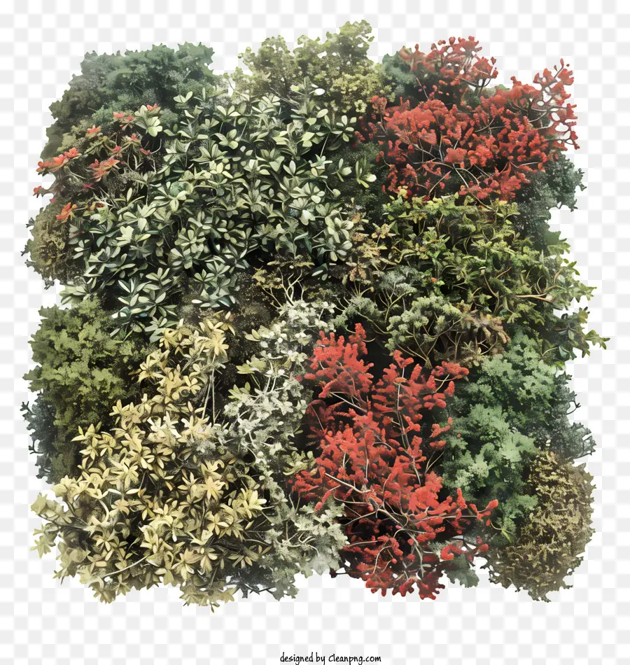 cespugli gli alberi della foresta lasciano rosso - Foresta colorata con foglie rosse e verdi