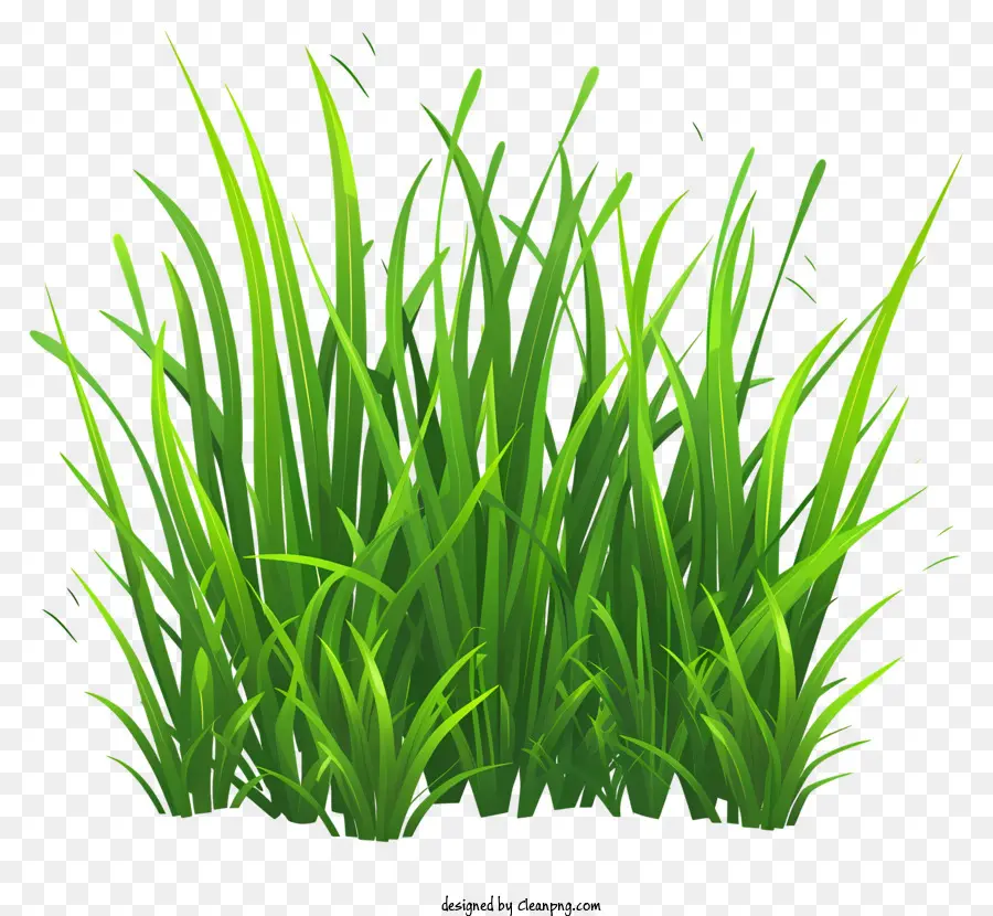 Frühlingsgras hohes Grasgrün -Gras, das im Wind schwankt, kräftig wächst - Nahaufnahme von hohem grünem Gras