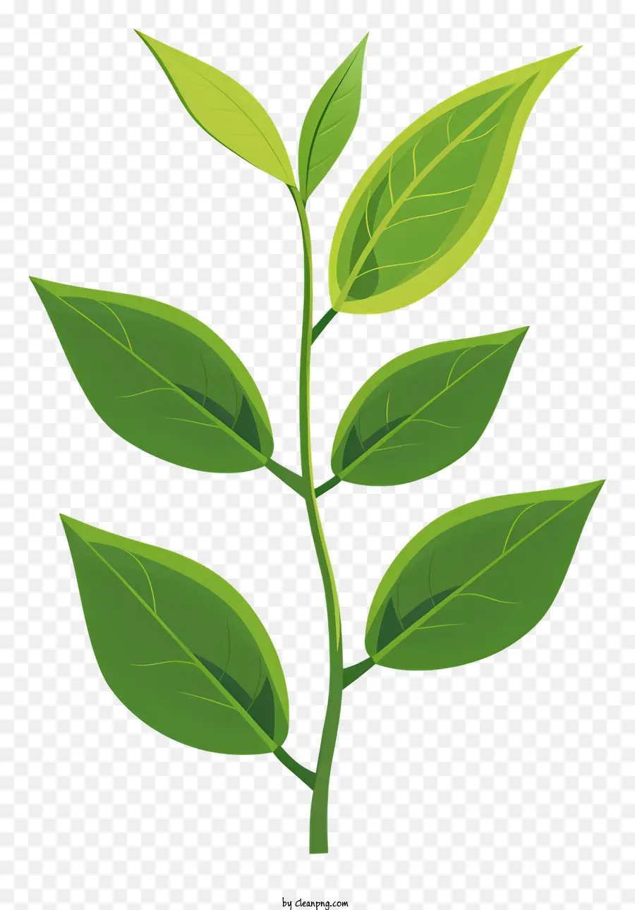 grüner Tee Blatt - Große dunkelgrüne Blätter mit hellen Venen