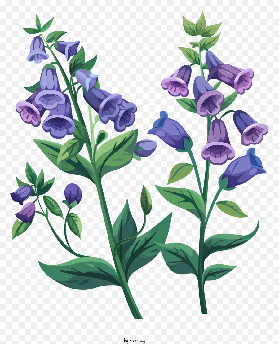 Blaue Blume - Blaue Blume auf schwarzem Hintergrund, realistisches Pflanzenbild