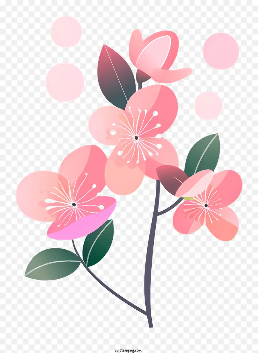 fiore di ciliegio - Albero di fiori di ciliegio rosa con sfondo nero