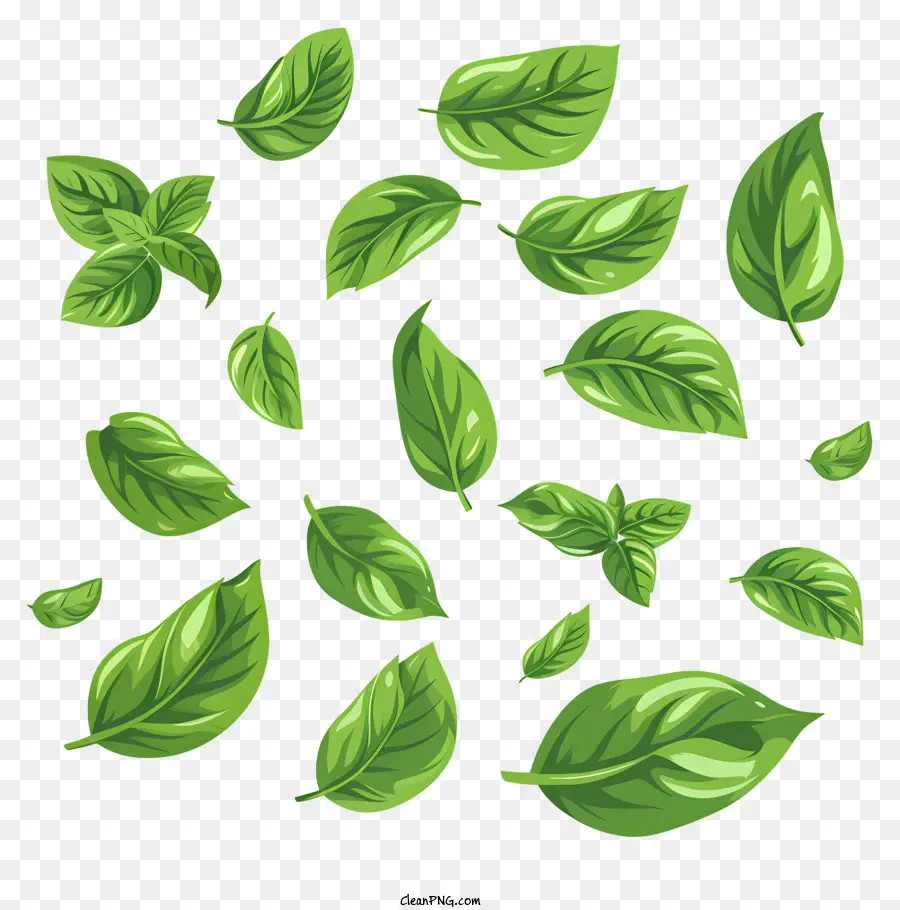 Basil Basil Herb Green Foglie - Foglie di basilico verde arricciate galleggianti in aria