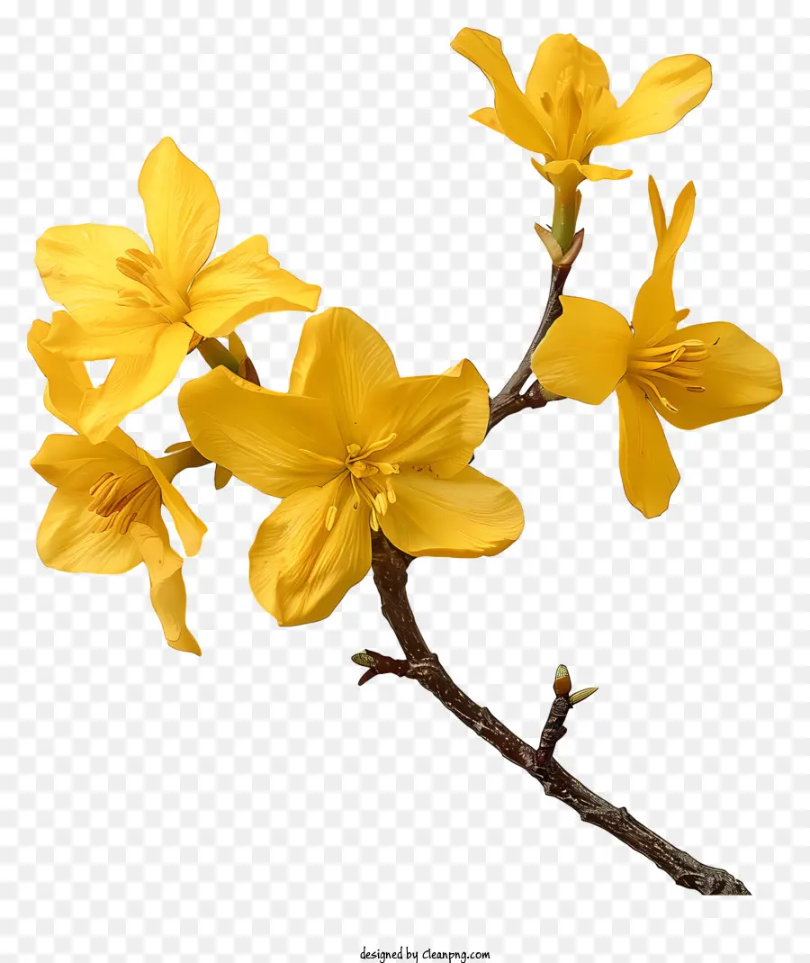 fiore di primavera - Fiore giallo singolo con petali a spirale