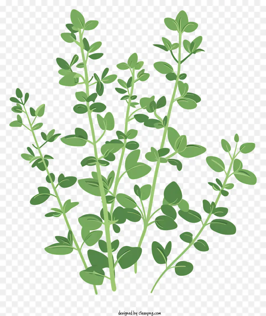 Kräuterkraut Pflanze gemäßigte Klimagartenpflanze grüne Blätter - Kräuterpflanze mit breiten herzförmigen Blättern, gelben Blüten