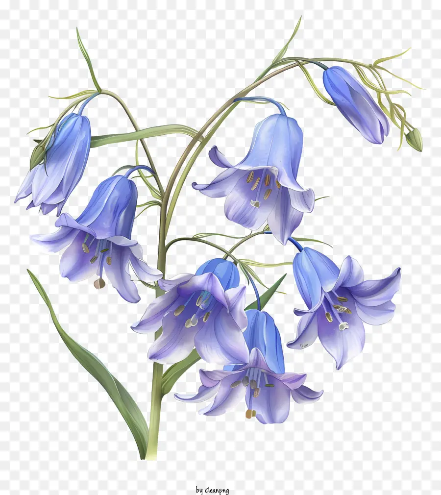 Frühlingsblume - Gruppe blühender blauer Bellblumen am Stiel