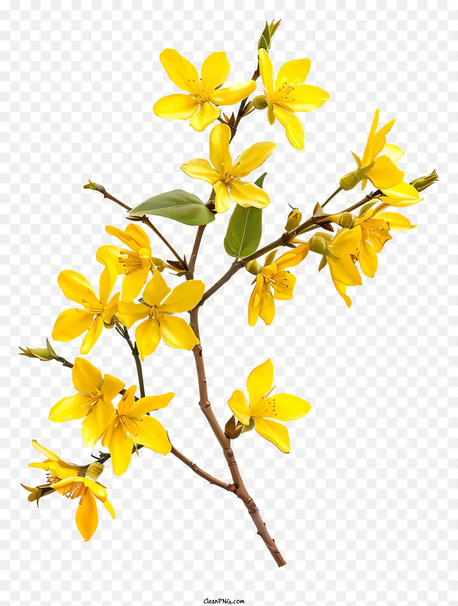 hoa mùa xuân - Hoa màu vàng với cánh hoa nhọn và lá