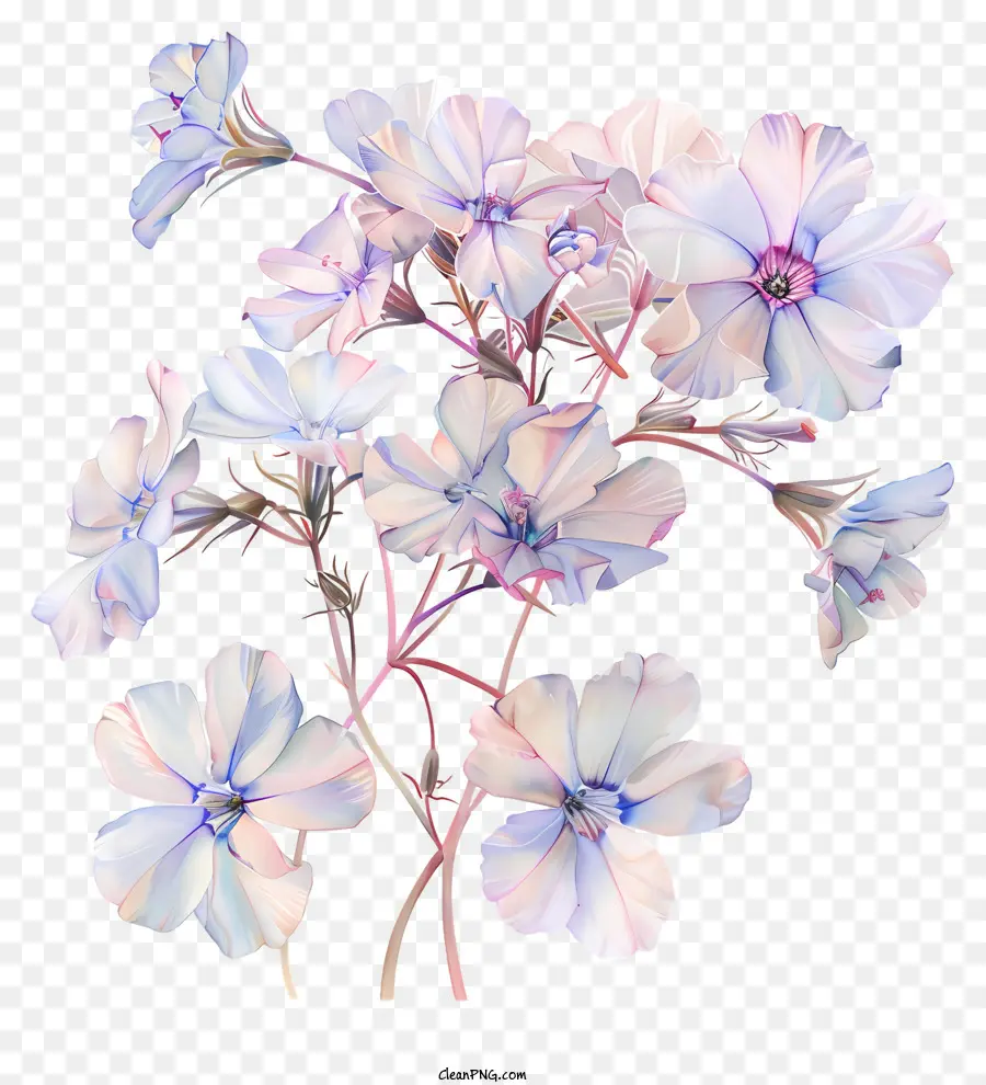 Frühlingsblume - Symmetrischer Cluster weißer Blüten auf schwarzem Hintergrund