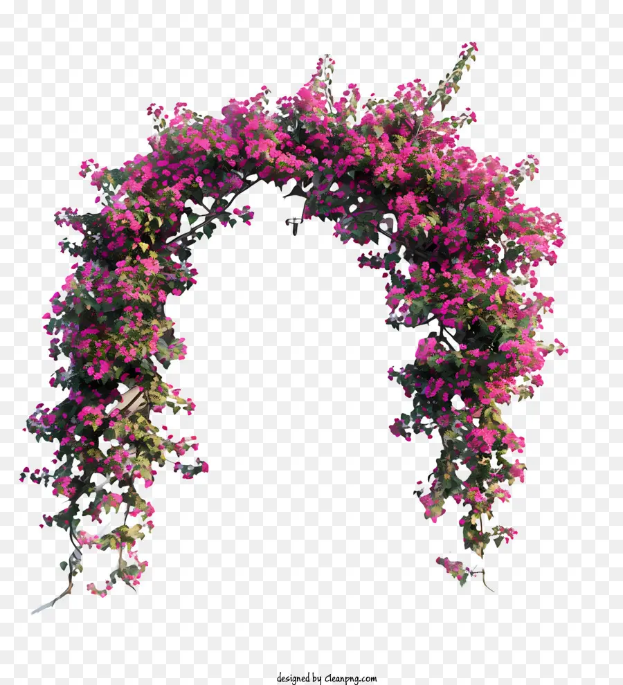 Porta di fiore di primavera bougainvillea fiori rosa foglie scure foglie arco forma - Pianta rosa bougainvillea su sfondo nero, morbida bellezza