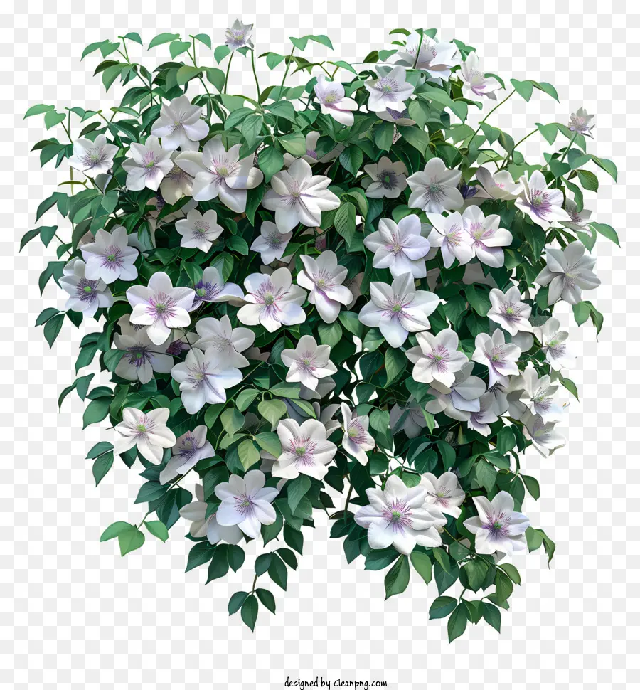 Frühlingsblume - Üppiger Busch mit weißen Blumen und Blättern