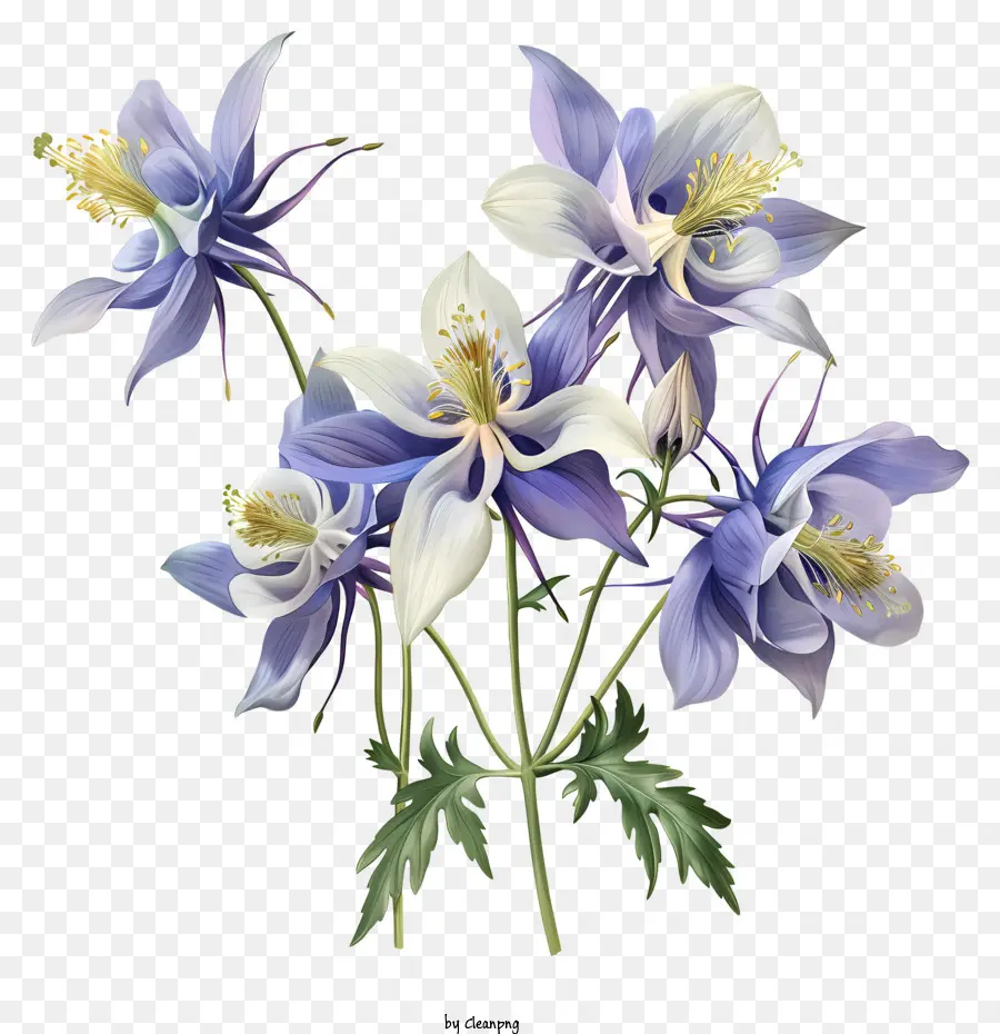 hoa mùa xuân - Bó hoa hình ngôi sao màu xanh và trắng