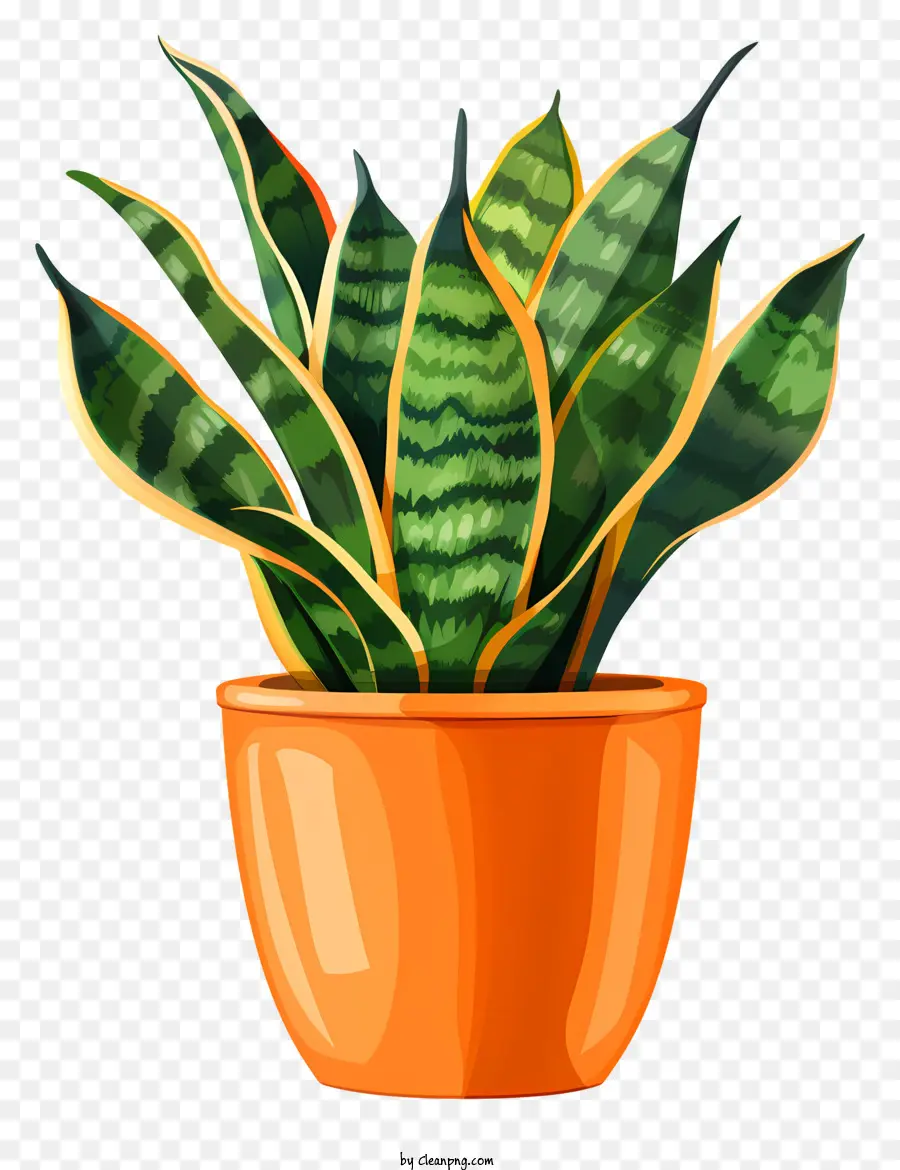 pianta di sansevieria pianta di serpente zz pianta di giardinaggio interno - Pianta di serpente in vaso con foglie verdi