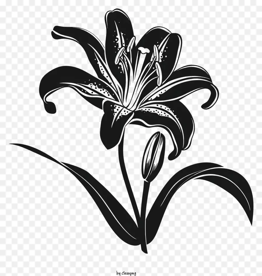 fiore silhouette - Lily nero con foglie verde scuro