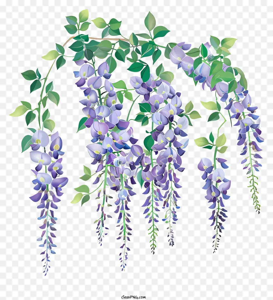 đào hoa - Hoa wisteria với lá mỏng, cây cảnh