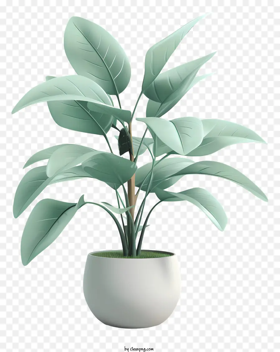 Haustopflanze Innenpflanze Hausdekoration Vase grüne Blätter - Grüne Pflanze in weißer Vase auf schwarzem Hintergrund