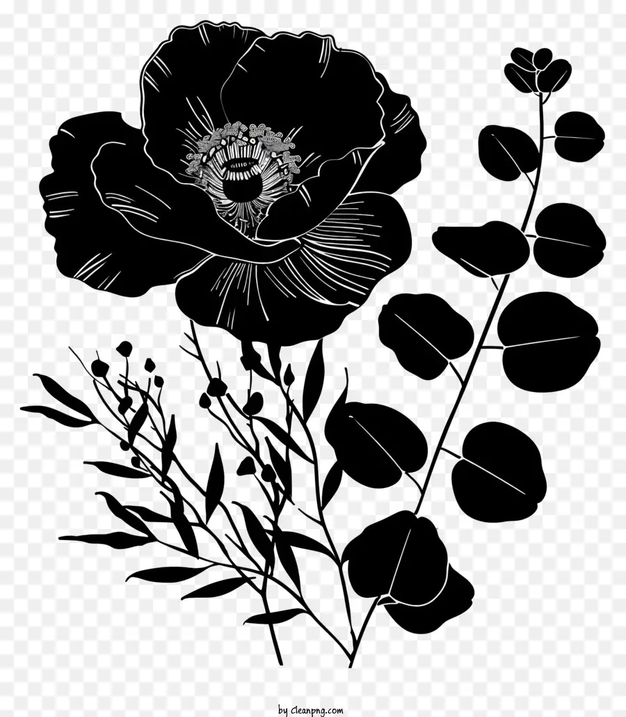Blume silhouette - Schwarze Blume auf schwarzem Hintergrund mit Seitenbeleuchtung