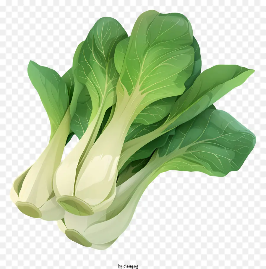 Bok Choy Cabbage Green Leaf - Lá bắp cải xanh tươi, sẵn sàng để ăn