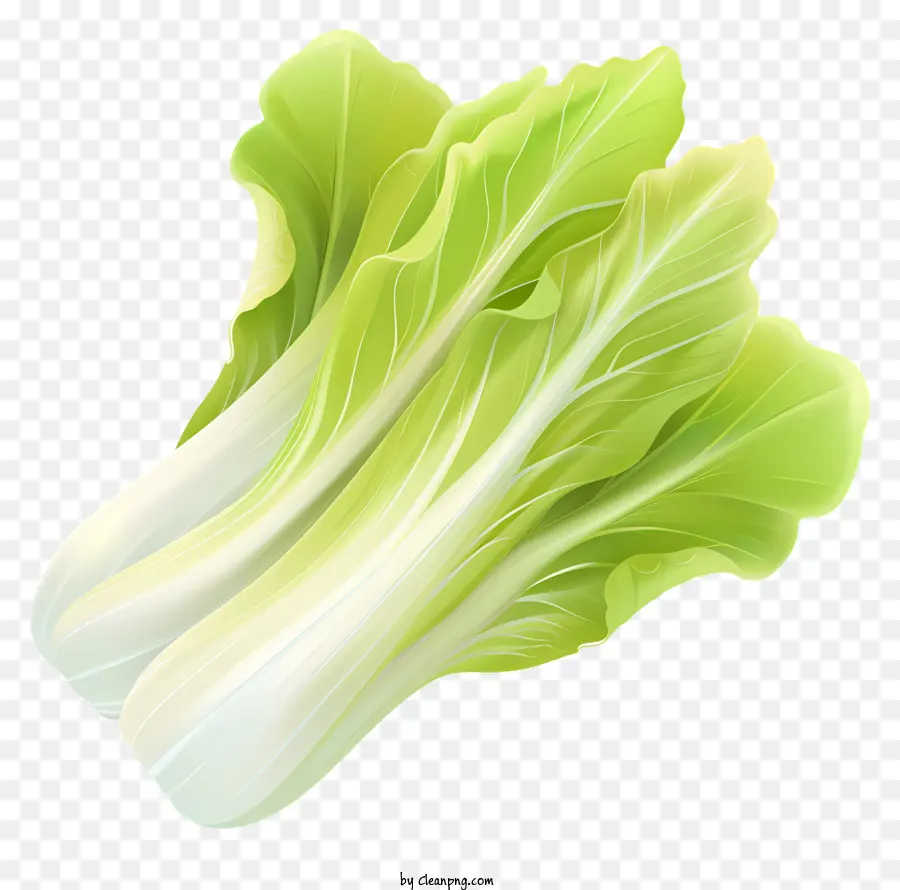 Endive Salatblattgrün -Gemüse Bio -Landwirtschaft frische Produkte - Nahaufnahme von frischem, biologischem Salatblatt