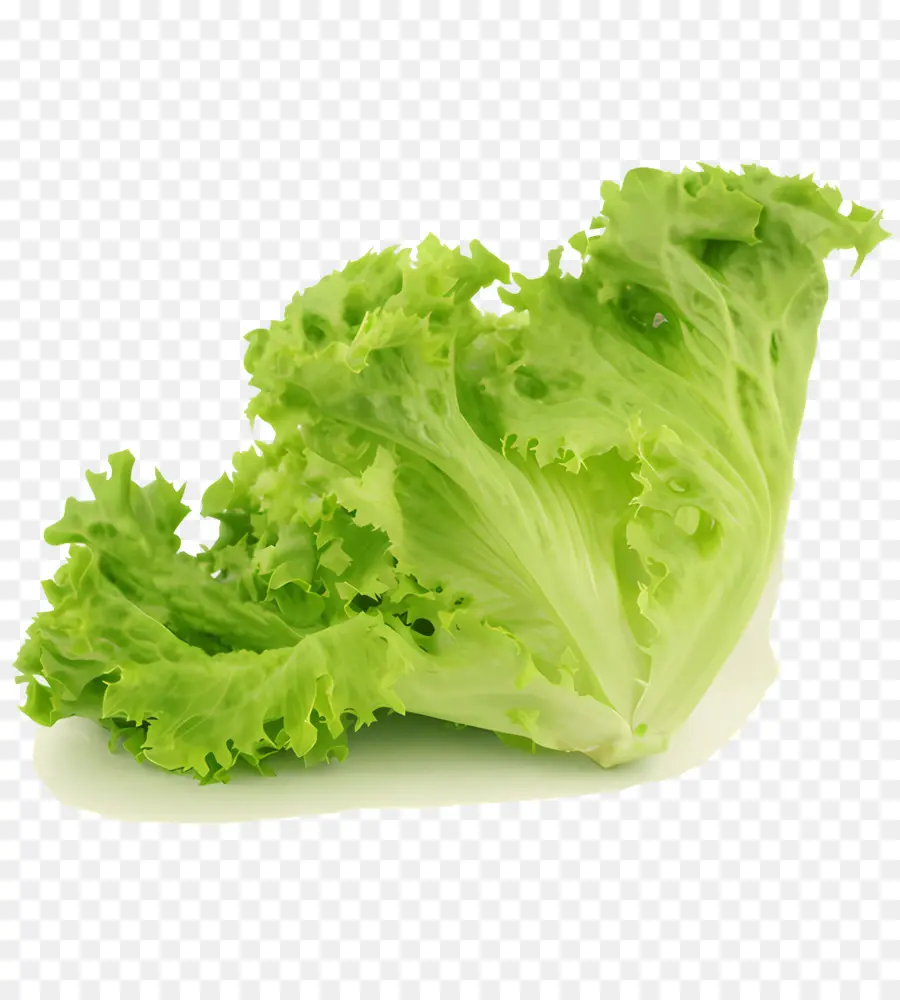Salat - Frischer grüner Salat ohne Schaden