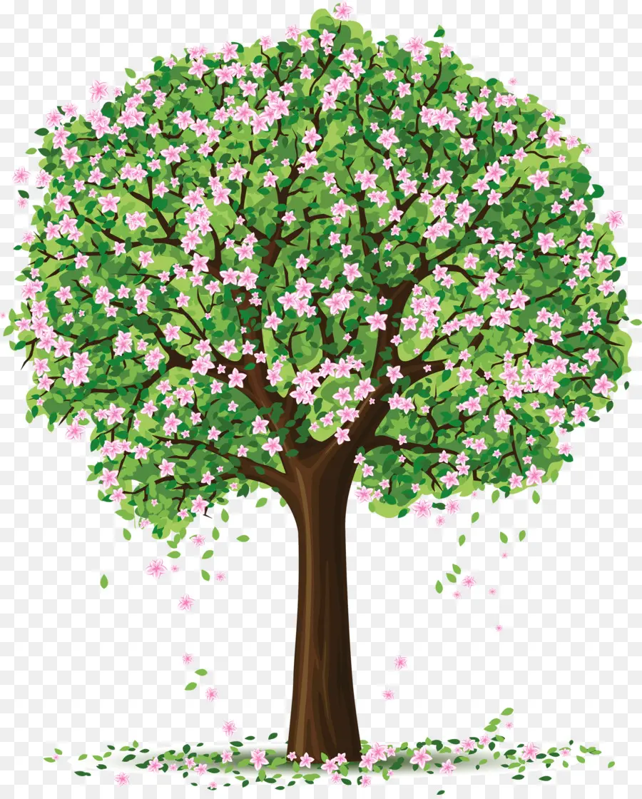 fiore di ciliegio - Albero di fiori rosa con petali caduti