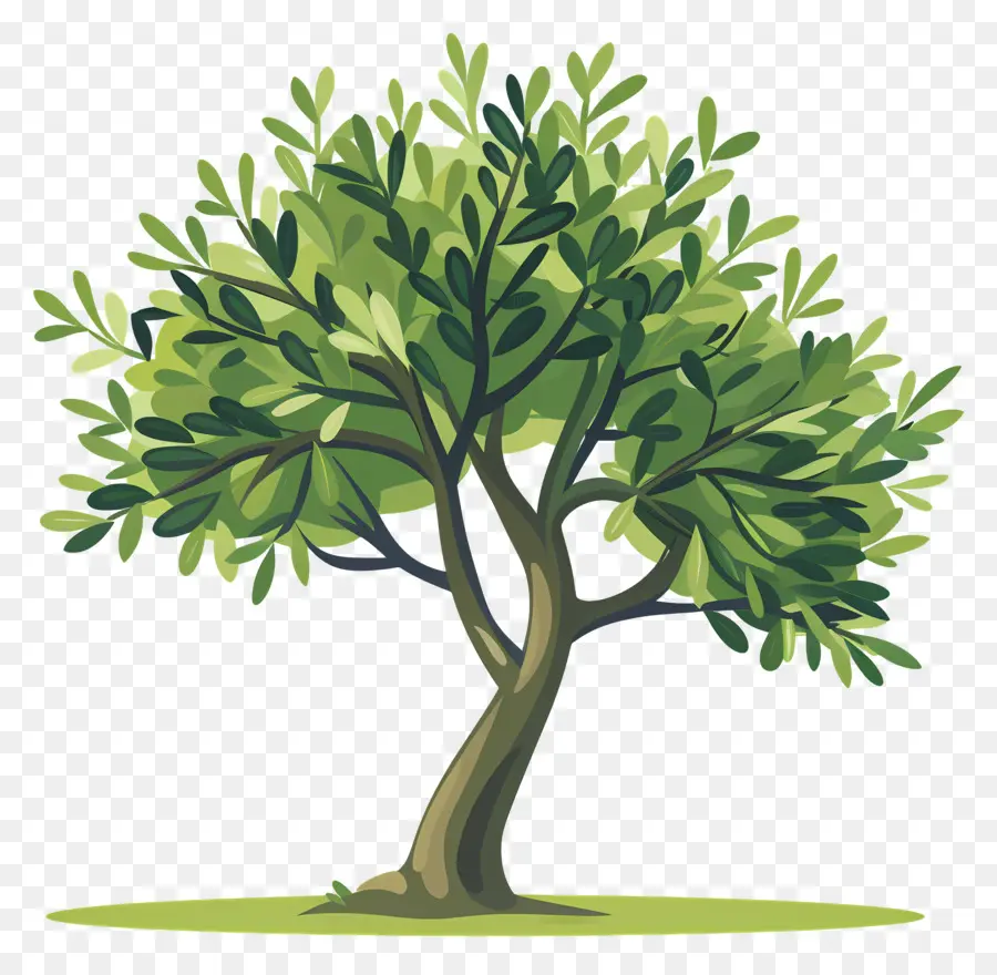 olivenbaum - Grüner Olivenbaum ohne Zweige