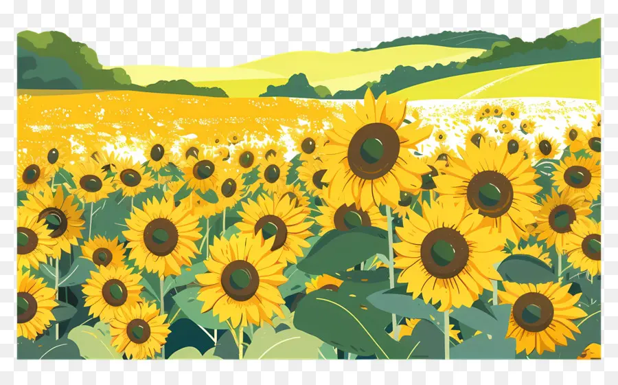 Sonnenblumenfeld Hintergrund Sonnenblumen Feld Natur Landwirtschaft - Großes Sonnenblumenfeld mit blauem Himmel