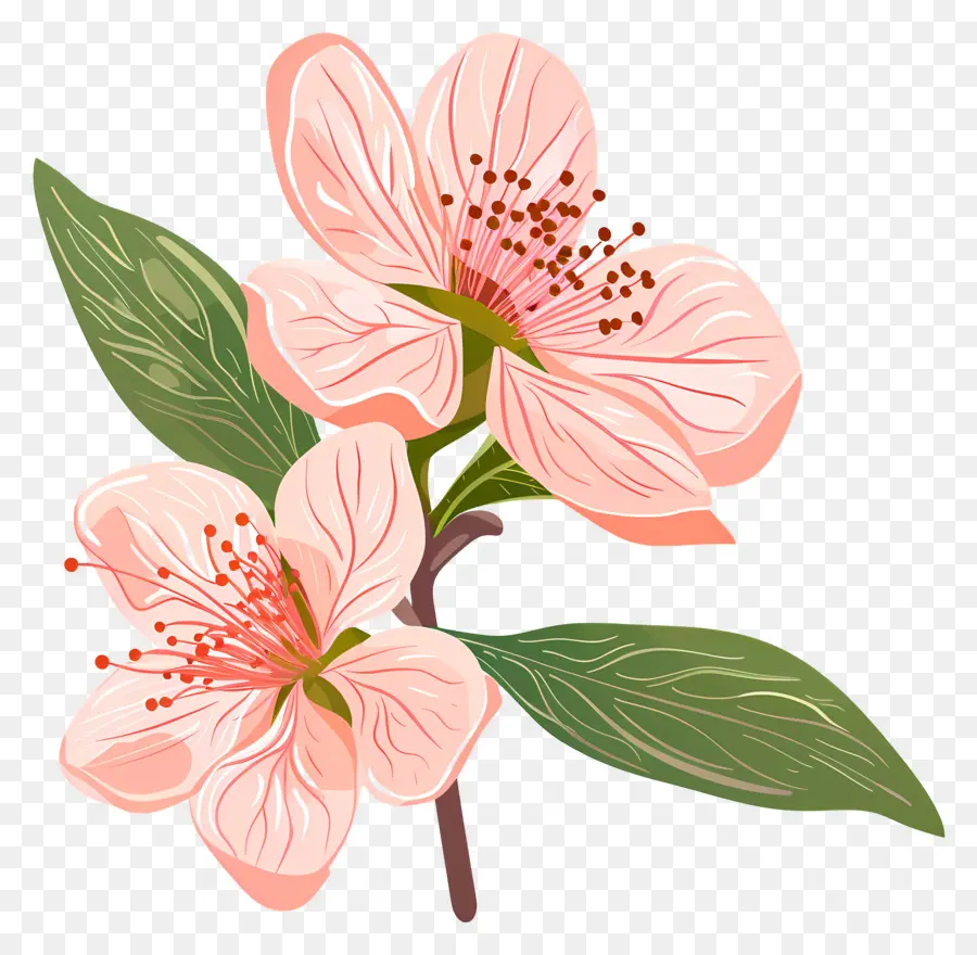 fiore rosa - Blossom di mela rosa con foglie verdi e stelo